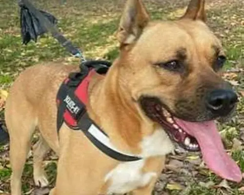 Adozione cane, maschio, American Staffordshire Terrier Cattle, 8 anni e 9 mesi, taglia grande, Milano