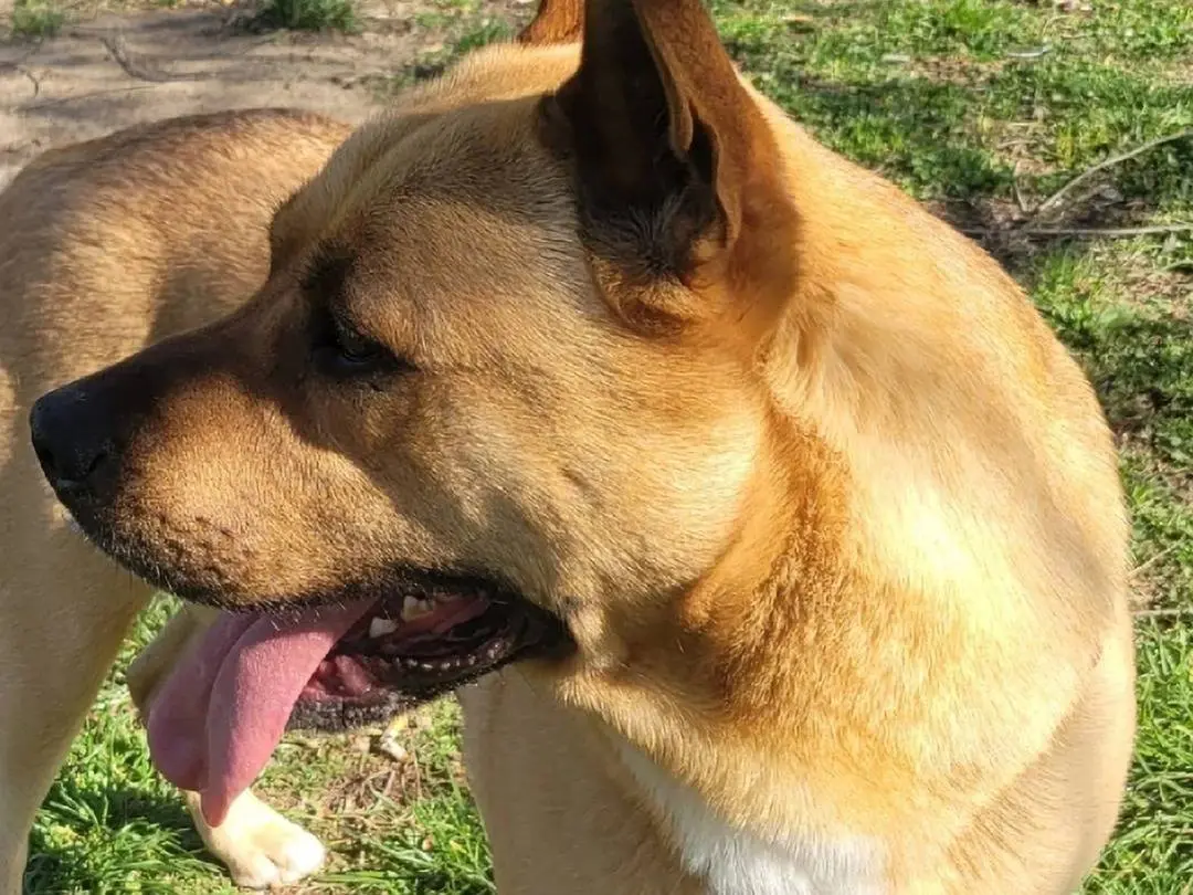 Adotta il cane Carlo a Milano