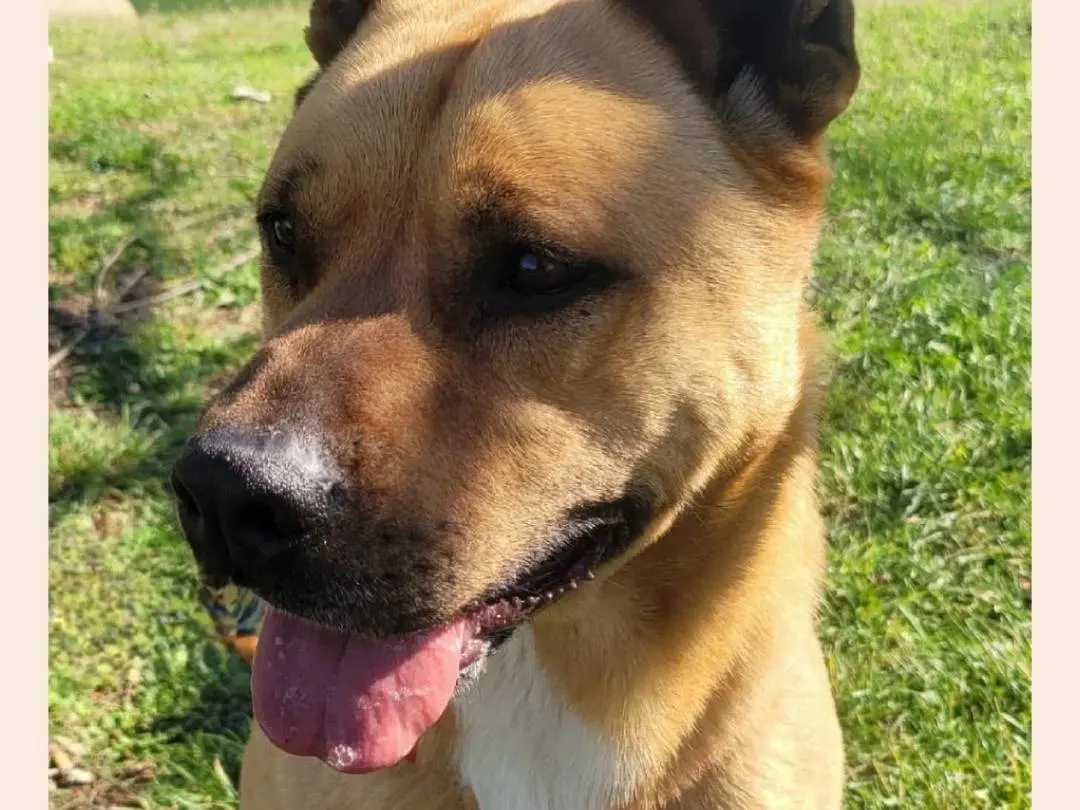 Adotta un cane, maschio, 8 anni e 9 mesi, Milano