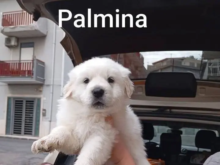 Adozione cane, femmina, Pastore maremmano Razza sconosciuta, 8 mesi, taglia grande, Siracusa