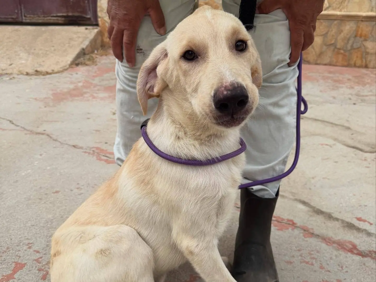 Adotta un cane, maschio, 1 anno e 6 mesi, Matera