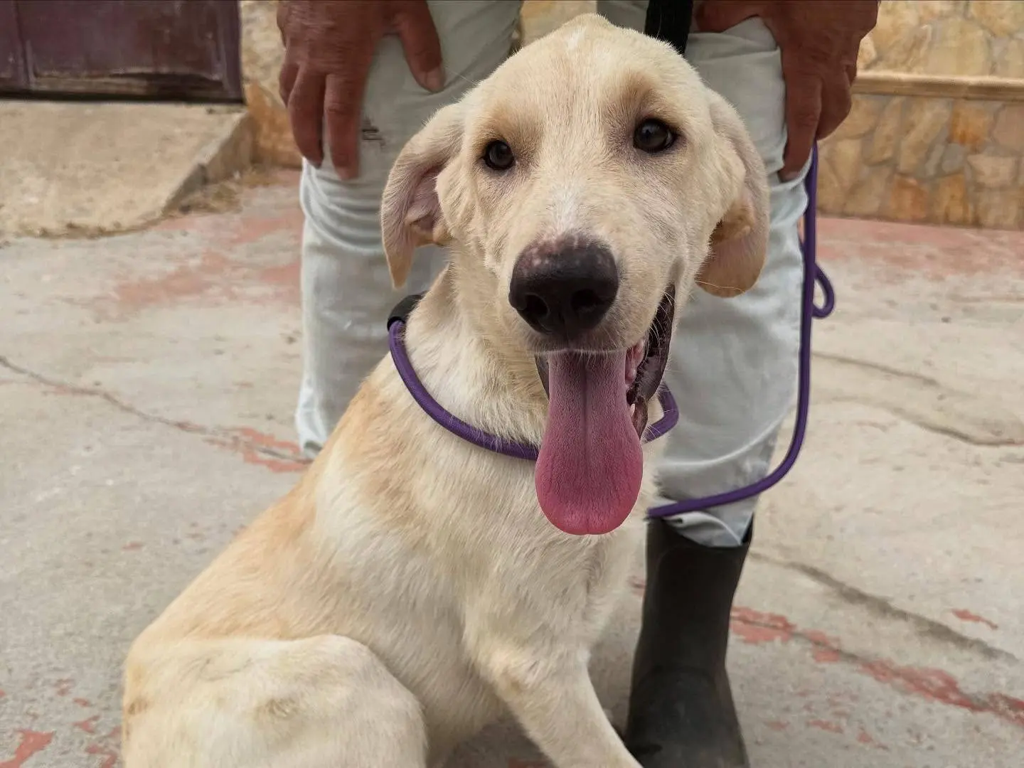 Adotta un cane, taglia grande, maschio, Matera