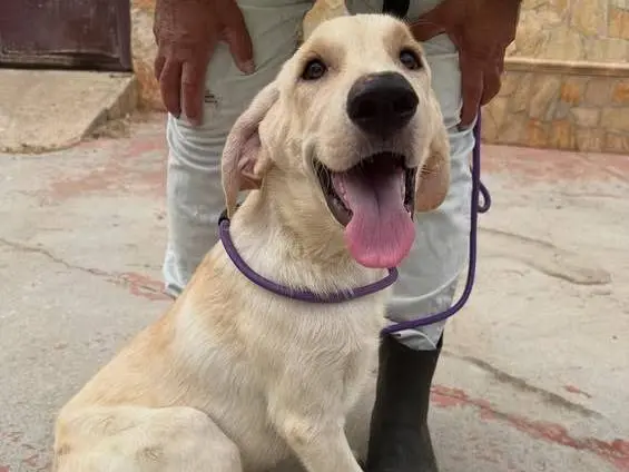 Adozione cane, maschio, Labrador Retriever Razza sconosciuta, 1 anno e 6 mesi, taglia grande, Matera