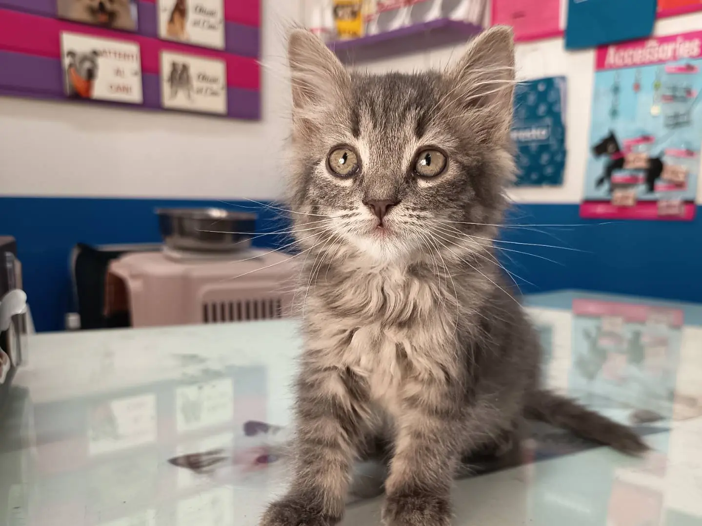 Adozione gatto, maschio, Razza sconosciuta Razza sconosciuta, 1 mese, taglia non valida, Trapani
