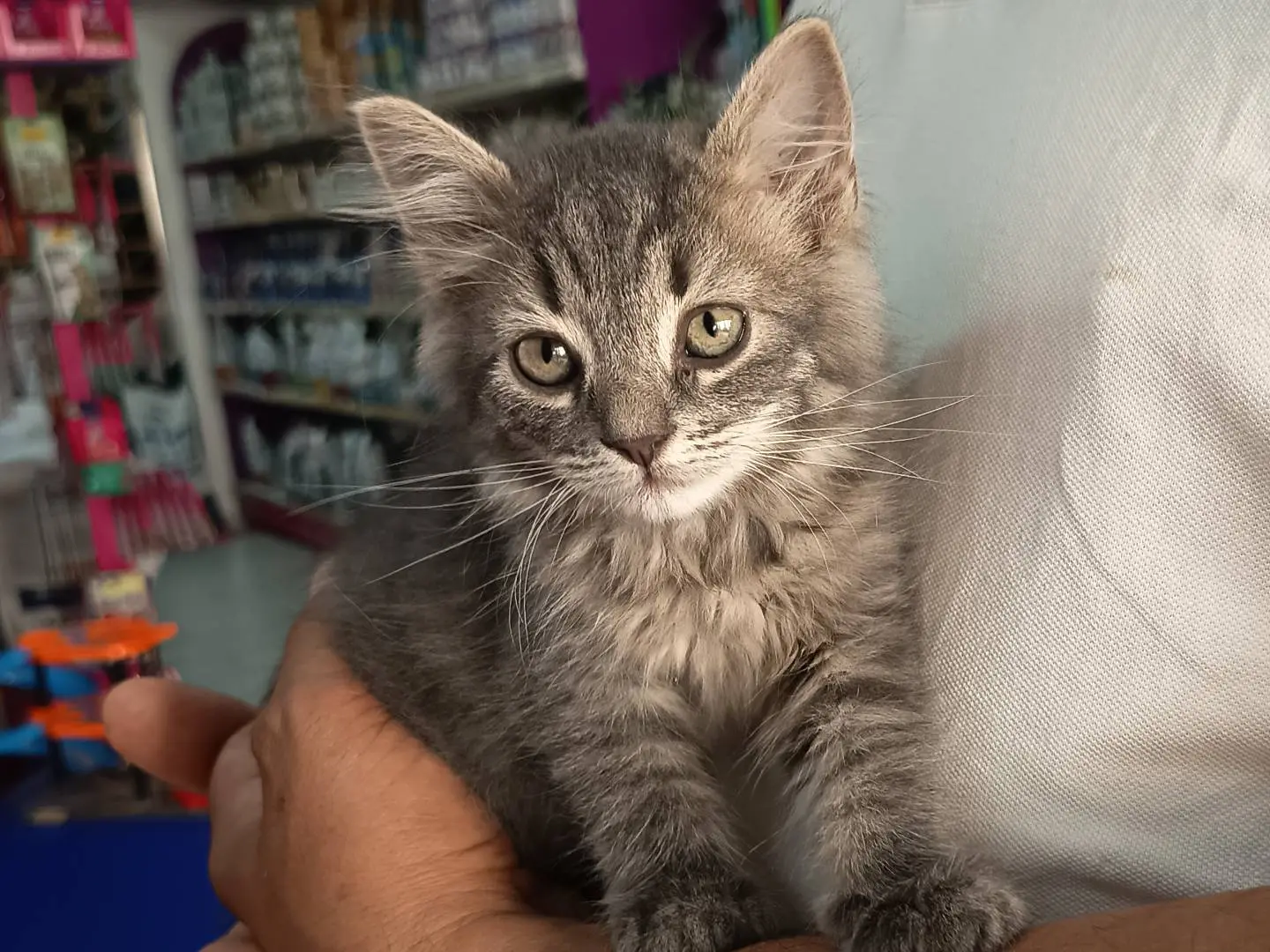 Vuoi adottare un gatto a Trapani?