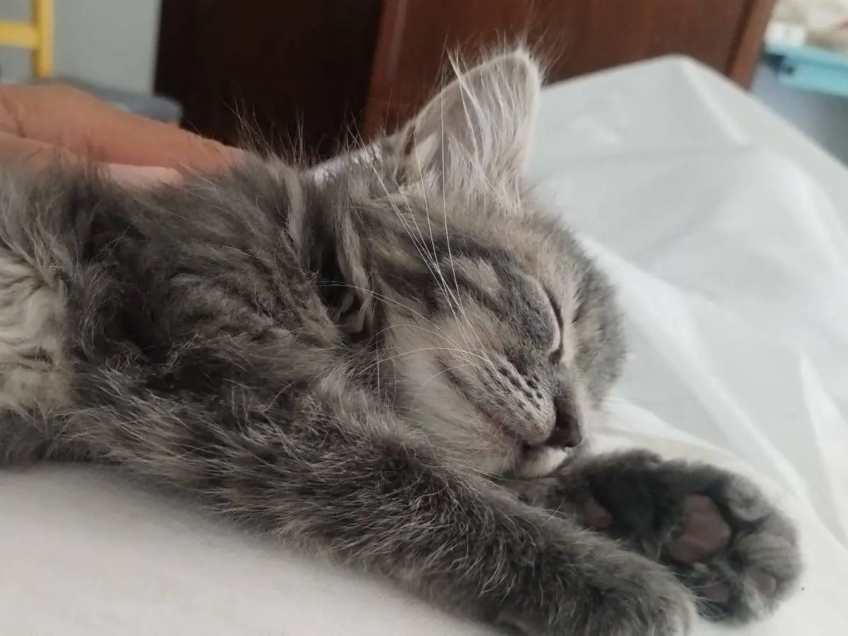 Adotta un gatto, taglia non valida, maschio, Trapani