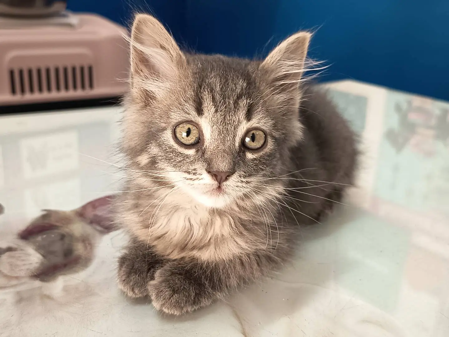Adotta un gatto, maschio, 1 mese, Trapani