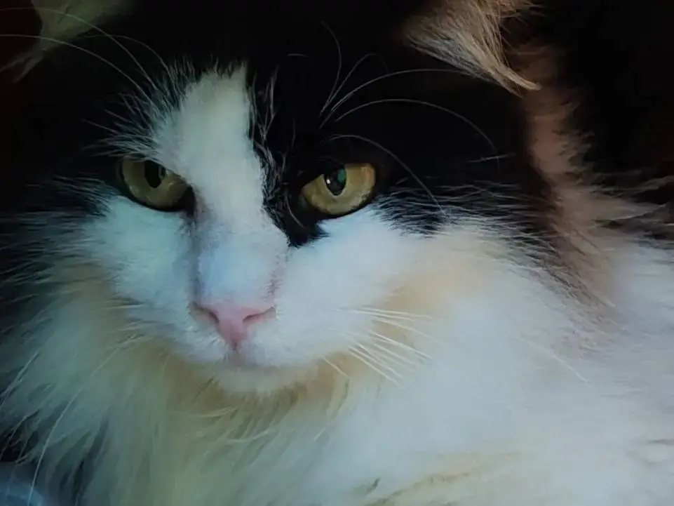 Adozione gatto, femmina, Razza sconosciuta Razza sconosciuta, 5 anni e 9 mesi, taglia non valida, Cagliari