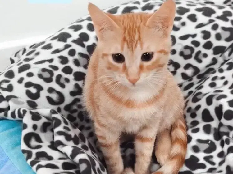 Adozione gatto, maschio, Razza sconosciuta Razza sconosciuta, 5 mesi, taglia non valida, Bari