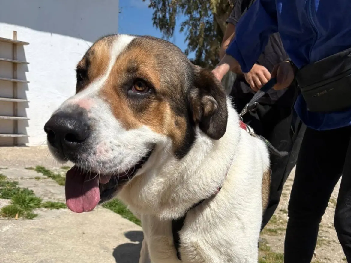 Adotta un cane, femmina, 3 anni e 8 mesi, Caserta