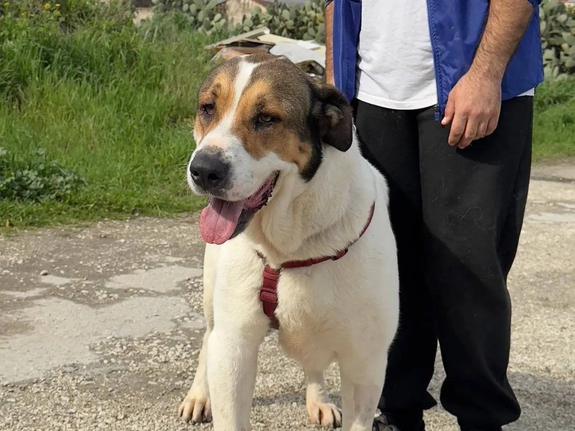 Adozione cane, femmina, San Bernardo Razza sconosciuta, 3 anni e 8 mesi, taglia gigante, Caserta
