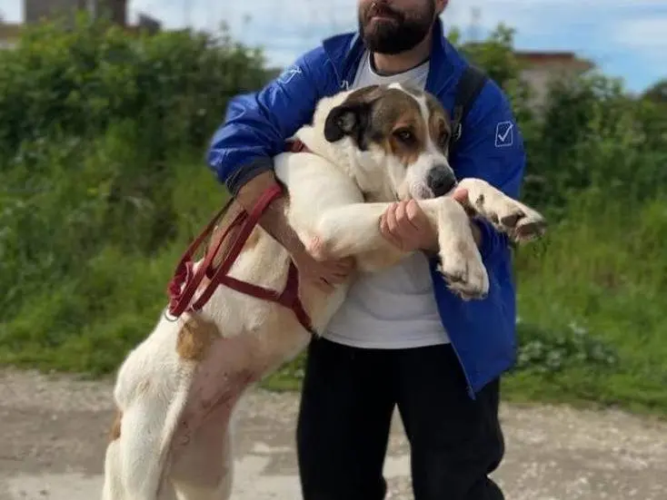 Vuoi adottare un cane a Caserta?