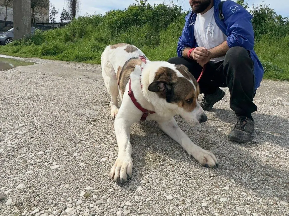 Adotta un cane, taglia gigante, femmina, Caserta