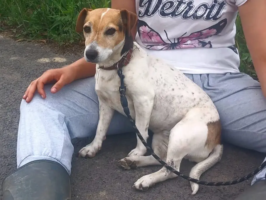 Adozione cane, femmina, Jack Russell Terrier Razza sconosciuta, 10 anni e 2 mesi, taglia piccola, Cosenza