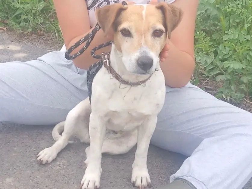 Adotta un cane, femmina, 10 anni e 2 mesi, Cosenza