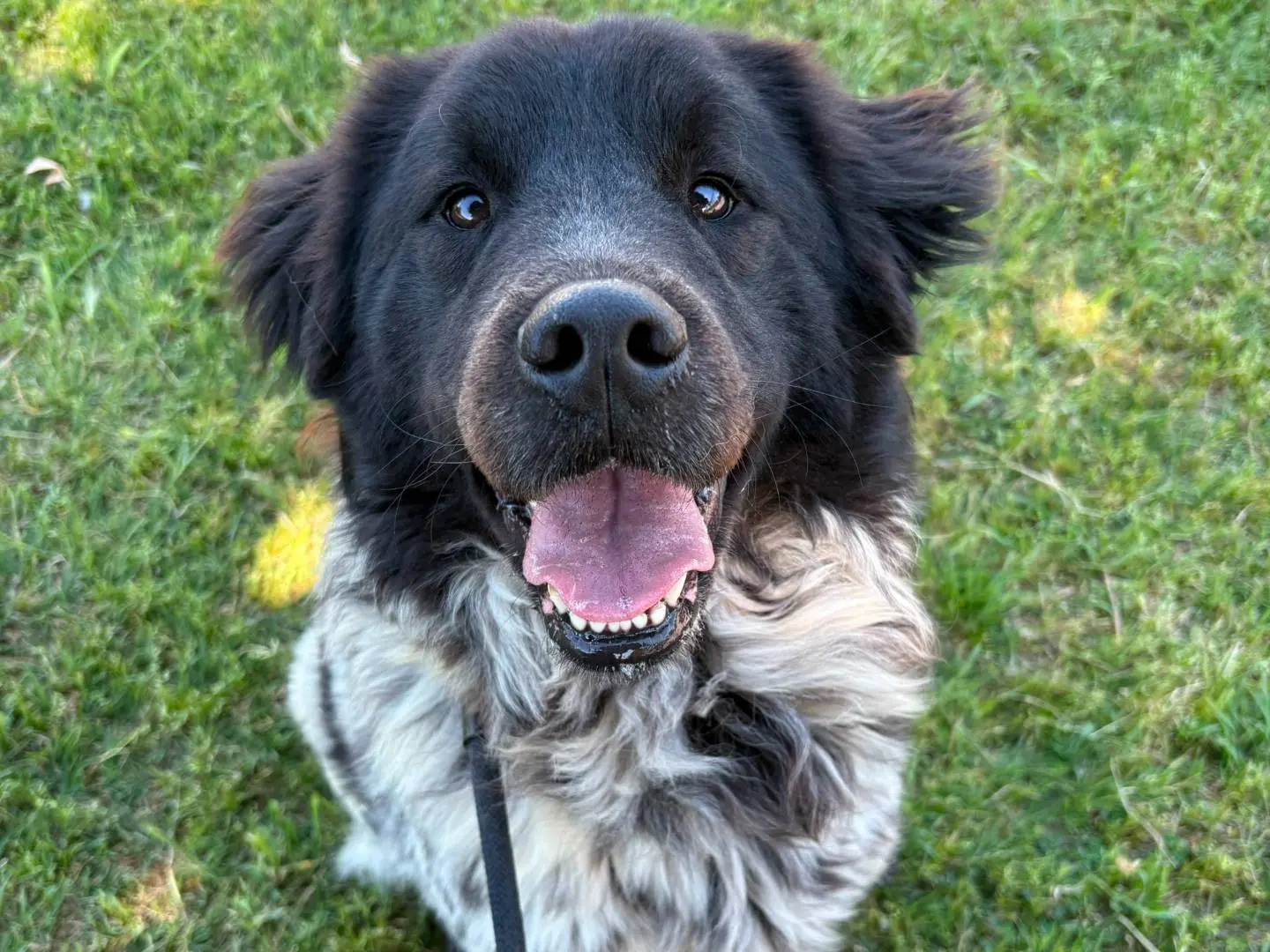 Adozione cane, maschio, Razza sconosciuta Razza sconosciuta, 2 anni e 9 mesi, taglia media, Roma