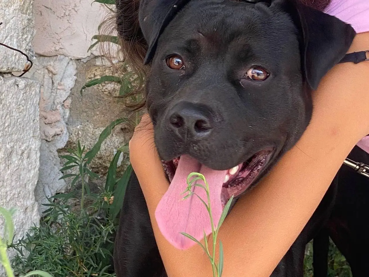 Adotta il cane Blue simil Corso a Pavia