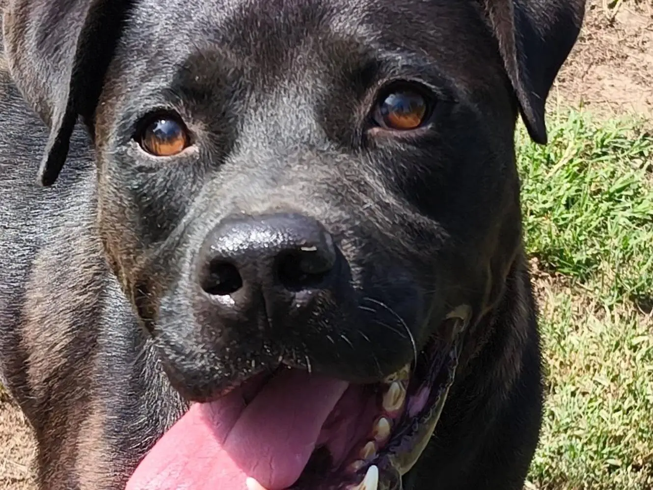 Adotta un cane, taglia grande, maschio, Pavia