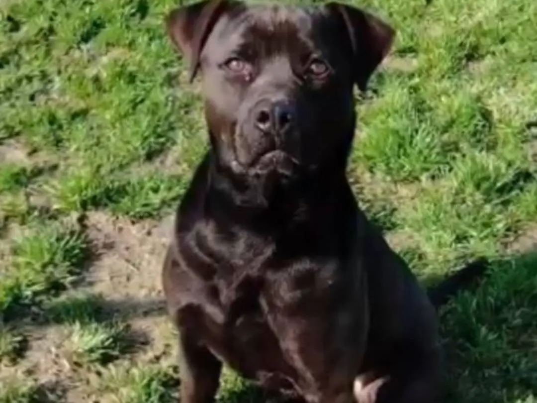 Adotta un cane, maschio, 4 anni e 1 mese, Pavia