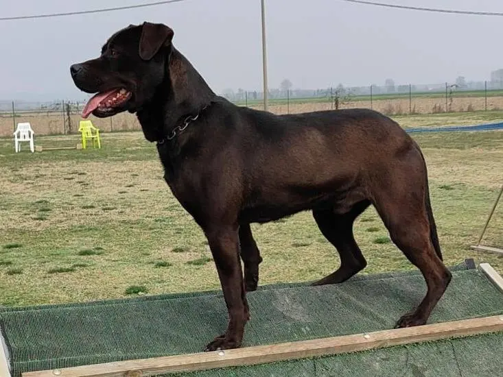 Vuoi adottare un cane a Pavia?