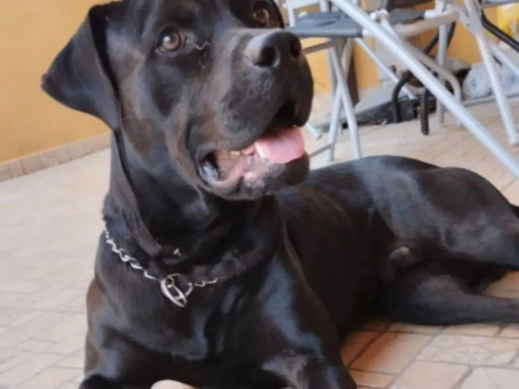 Adozione cane, maschio, Razza sconosciuta Razza sconosciuta, 4 anni e 1 mese, taglia grande, Pavia