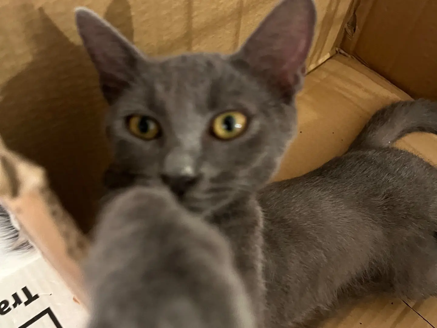 Adozione gatto, maschio, Razza sconosciuta Razza sconosciuta, 5 mesi, taglia non valida, Padova