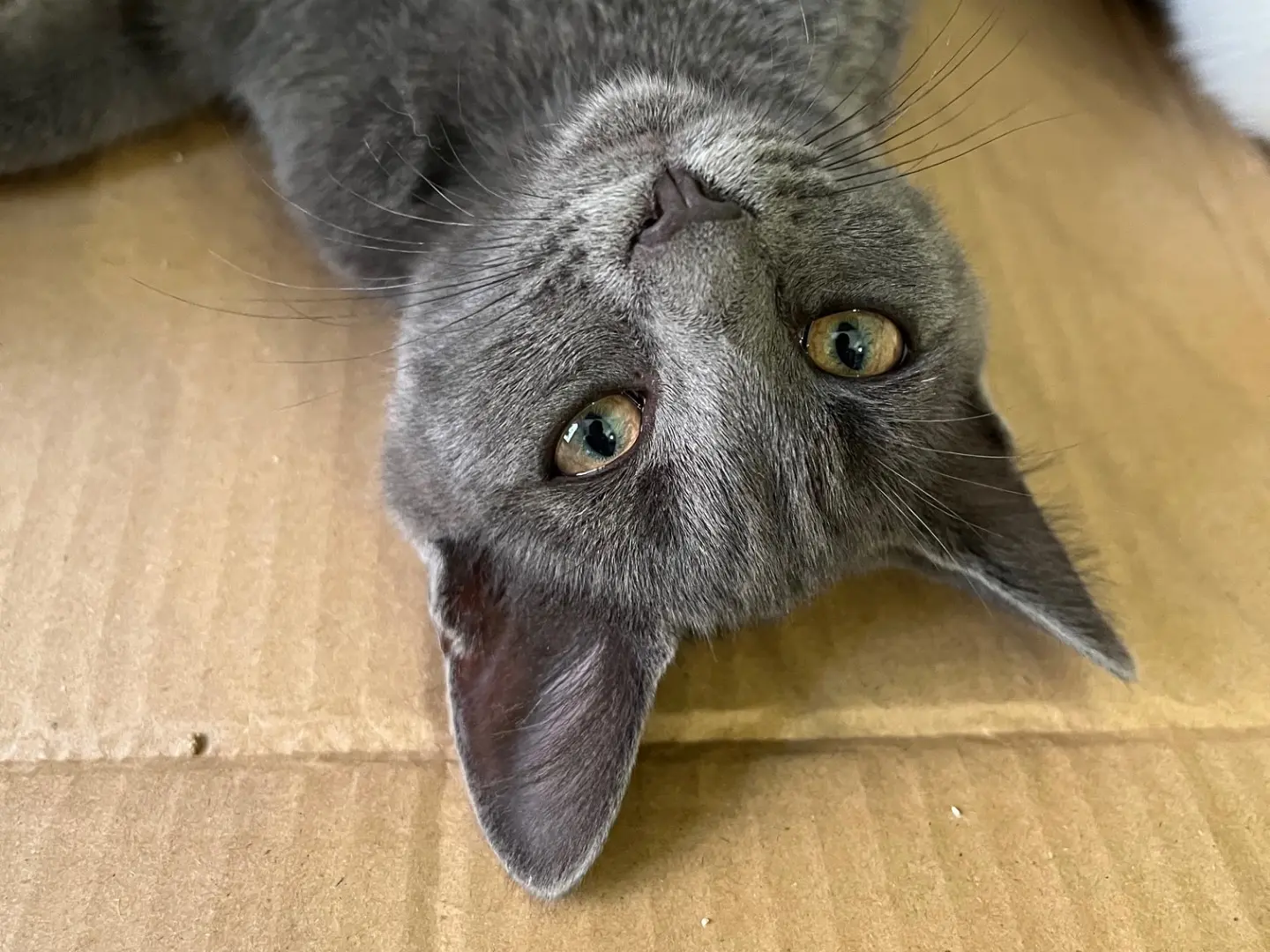 Adotta un gatto, maschio, 5 mesi, Padova