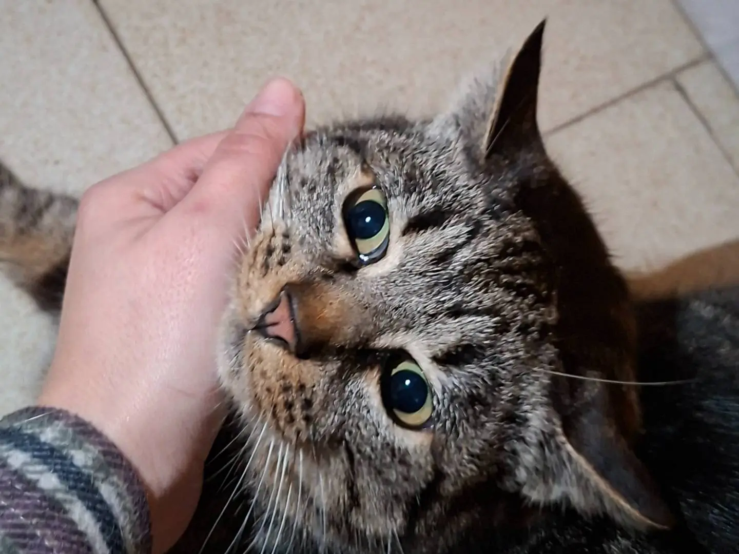 Vuoi adottare un gatto a Asti?