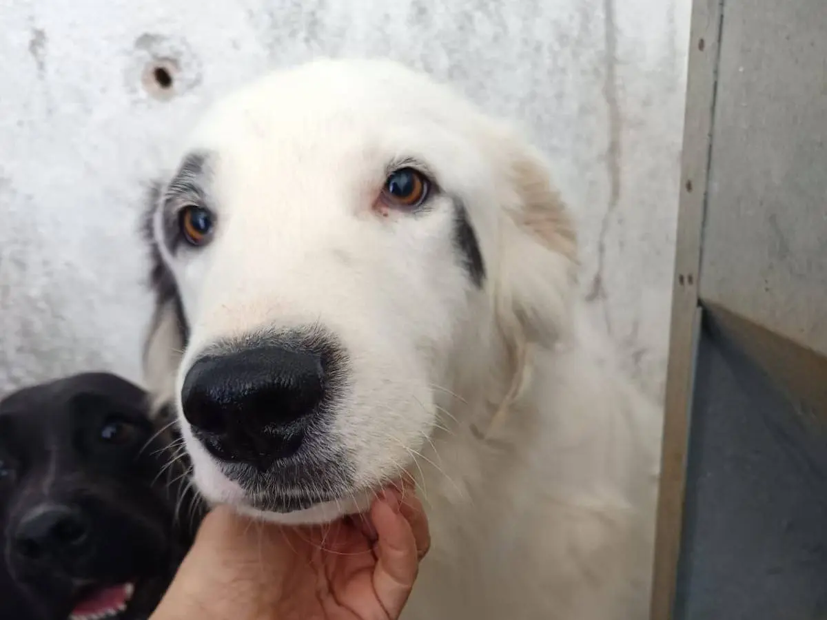 Adozione cane, maschio, Razza sconosciuta Razza sconosciuta, 3 anni e 10 mesi, taglia media, Crotone