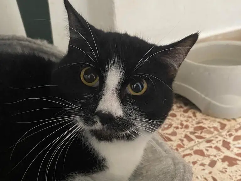 Adozione gatto, maschio, Razza sconosciuta Razza sconosciuta, 3 anni e 6 mesi, taglia non valida, Teramo
