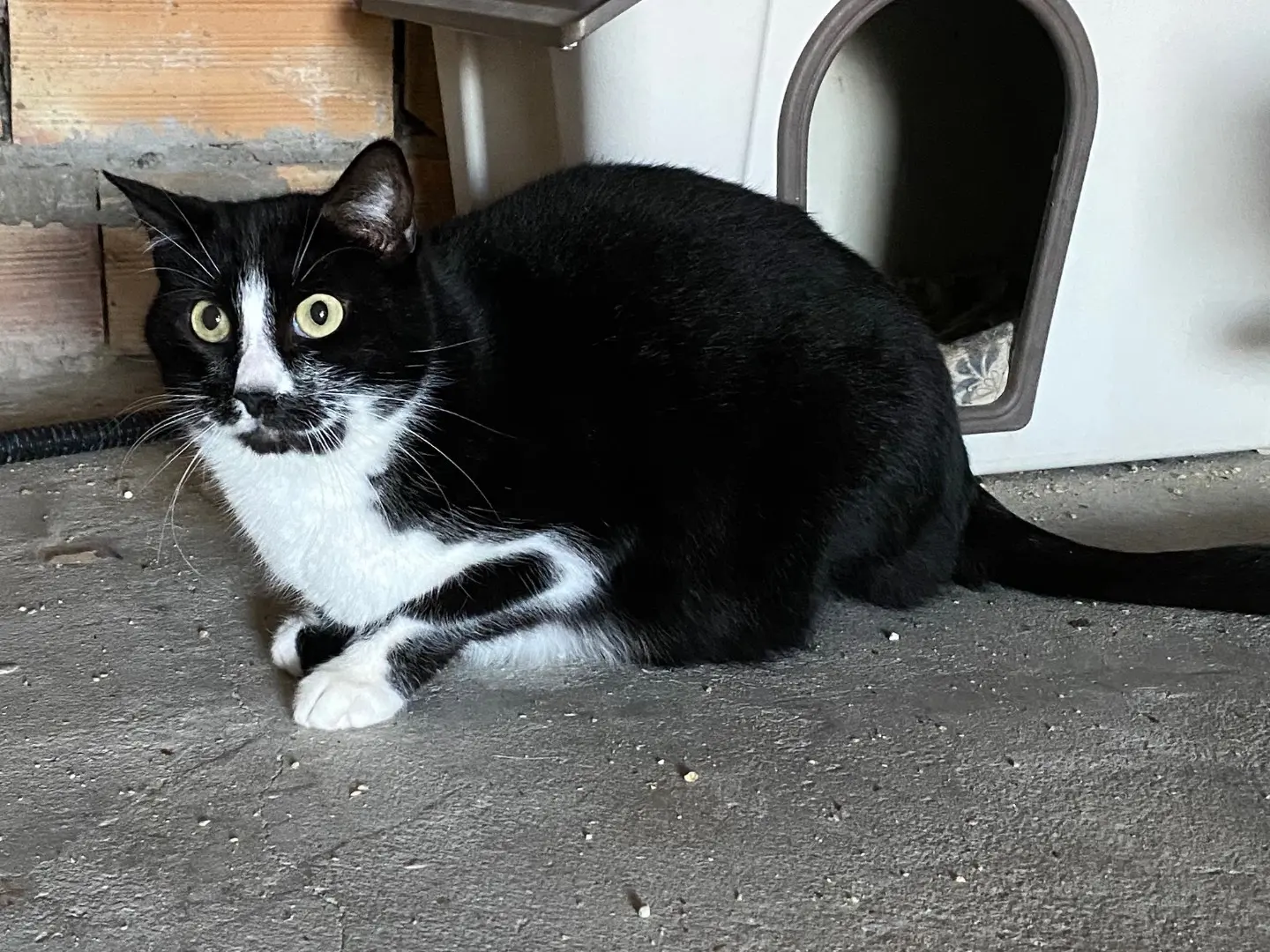 Adotta un gatto, maschio, 3 anni e 6 mesi, Teramo