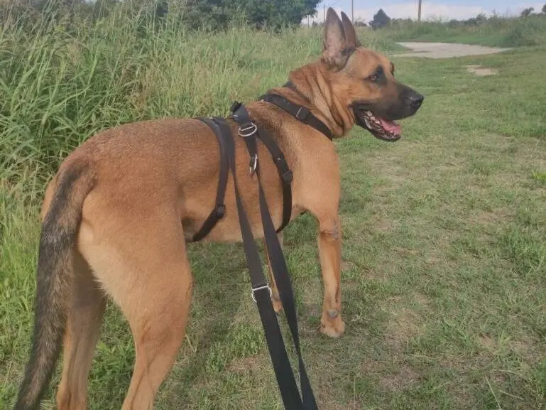 Adotta un cane, taglia grande, maschio, Lodi
