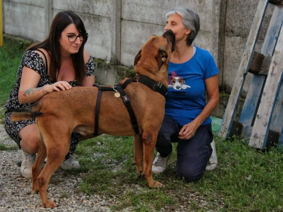 Vuoi adottare un cane a Lodi?