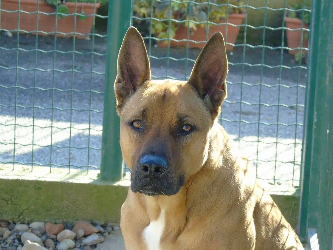 Adozione cane, maschio, Pastore Belga Malinois Razza sconosciuta, 6 anni e 11 mesi, taglia grande, Lodi