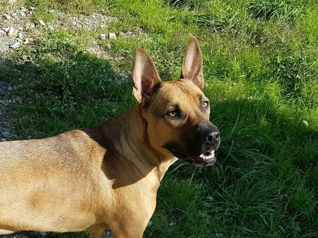 Adotta un cane, maschio, 6 anni e 11 mesi, Lodi