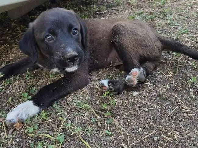 Adozione cane, femmina, Razza sconosciuta Razza sconosciuta, 4 mesi, taglia media, Avellino