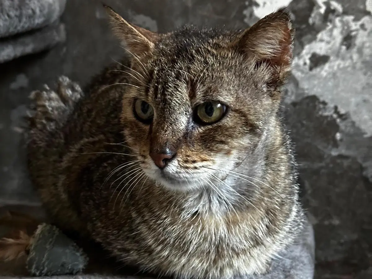 Adotta un gatto, maschio, 7 anni e 10 mesi, Teramo
