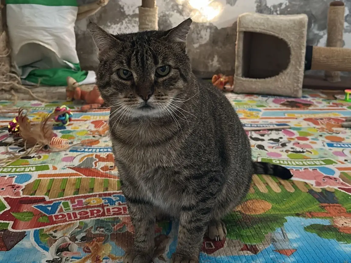 Adotta un gatto, taglia non valida, maschio, Teramo