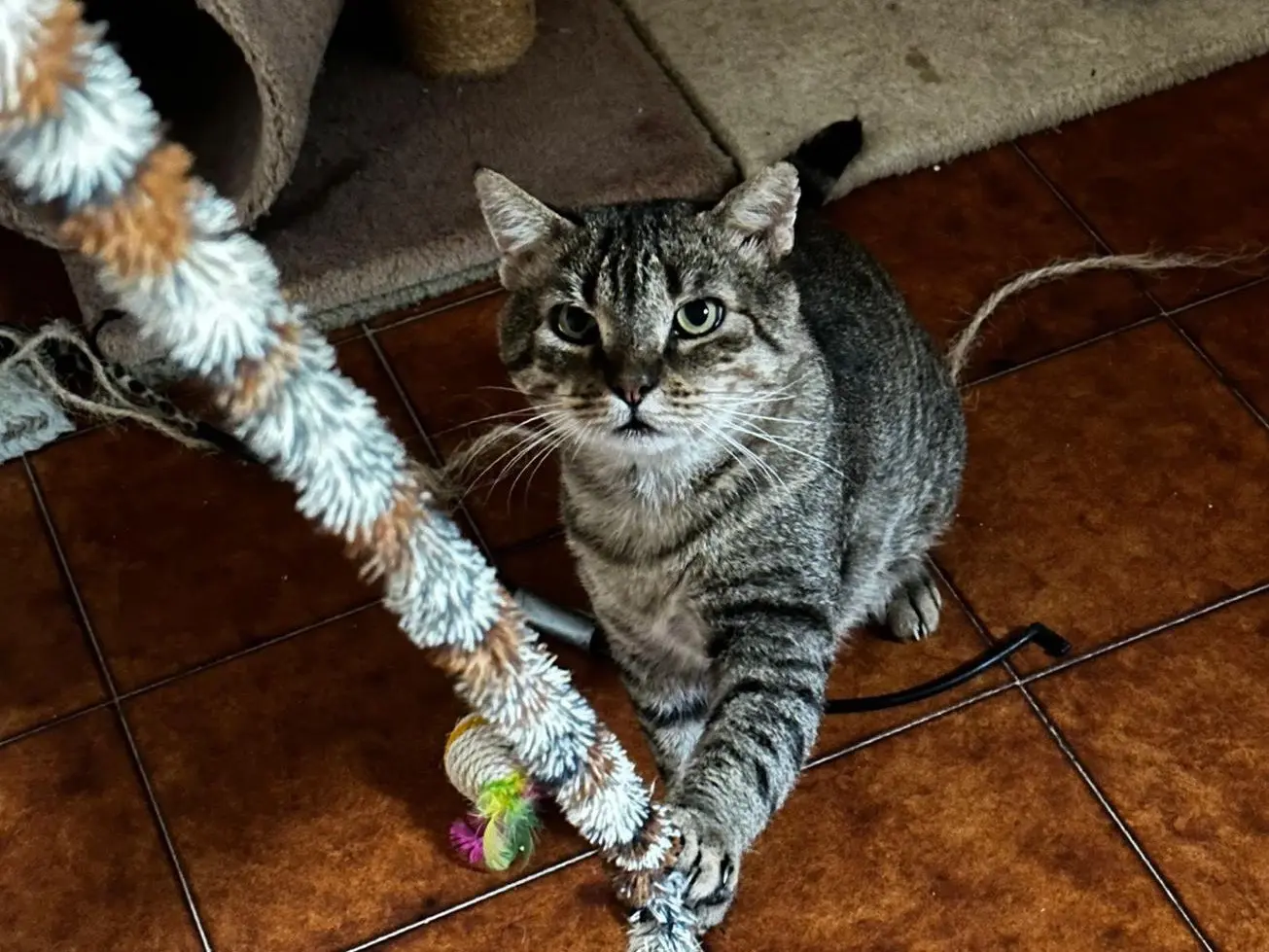 Adozione gatto, maschio, Razza sconosciuta Razza sconosciuta, 7 anni e 10 mesi, taglia non valida, Teramo