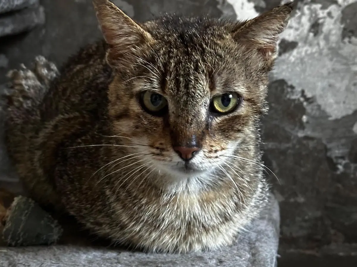 Vuoi adottare un gatto a Teramo?