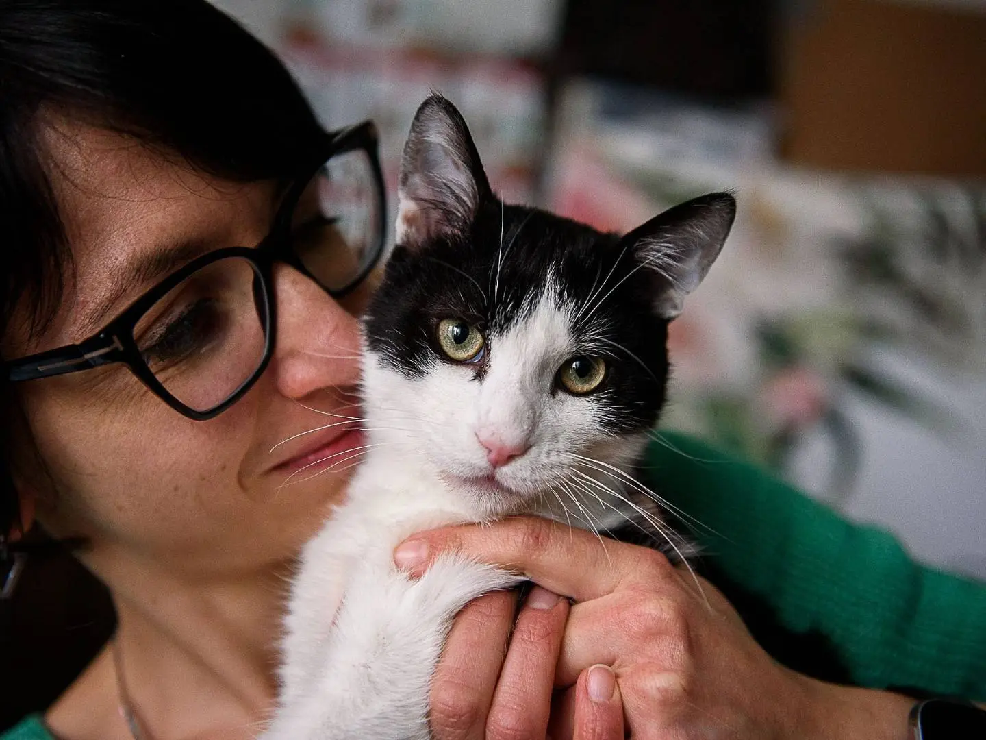 Vuoi adottare un gatto a Milano?