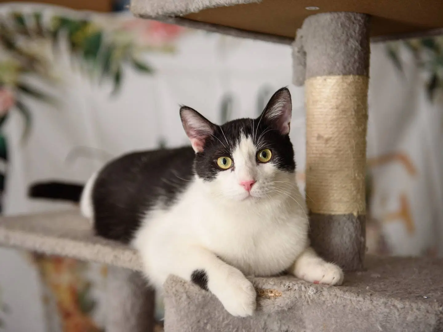 Adotta un gatto, maschio, 1 anno e 9 mesi, Milano