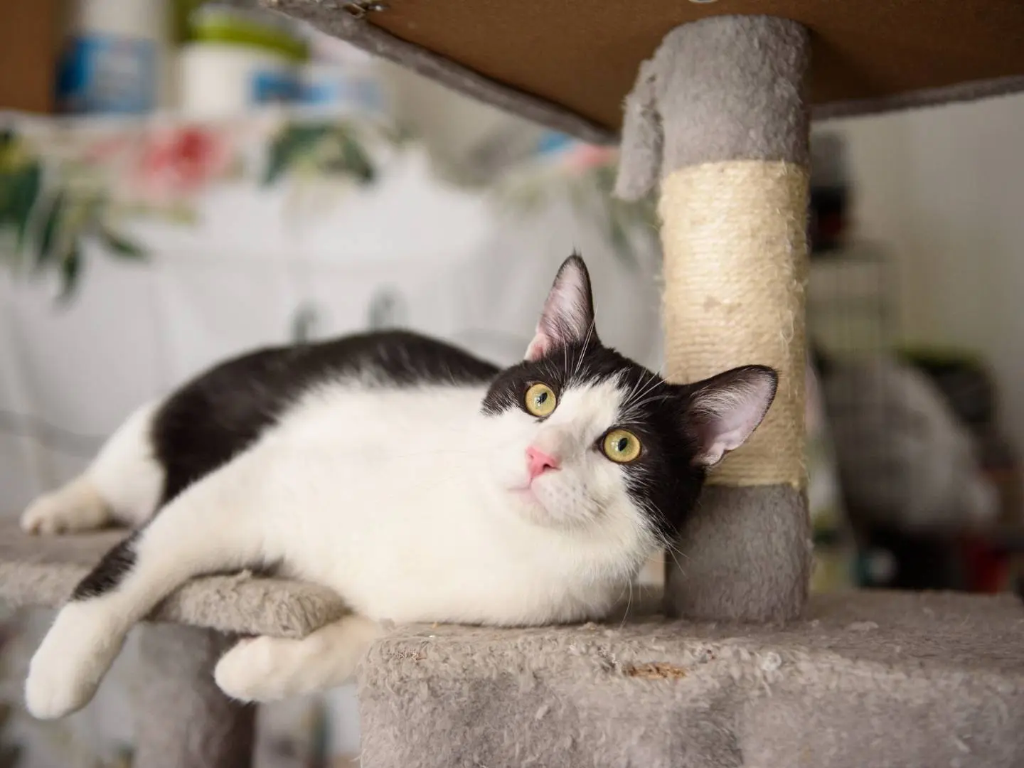 Adozione gatto, maschio, Razza sconosciuta Razza sconosciuta, 1 anno e 9 mesi, taglia non valida, Milano