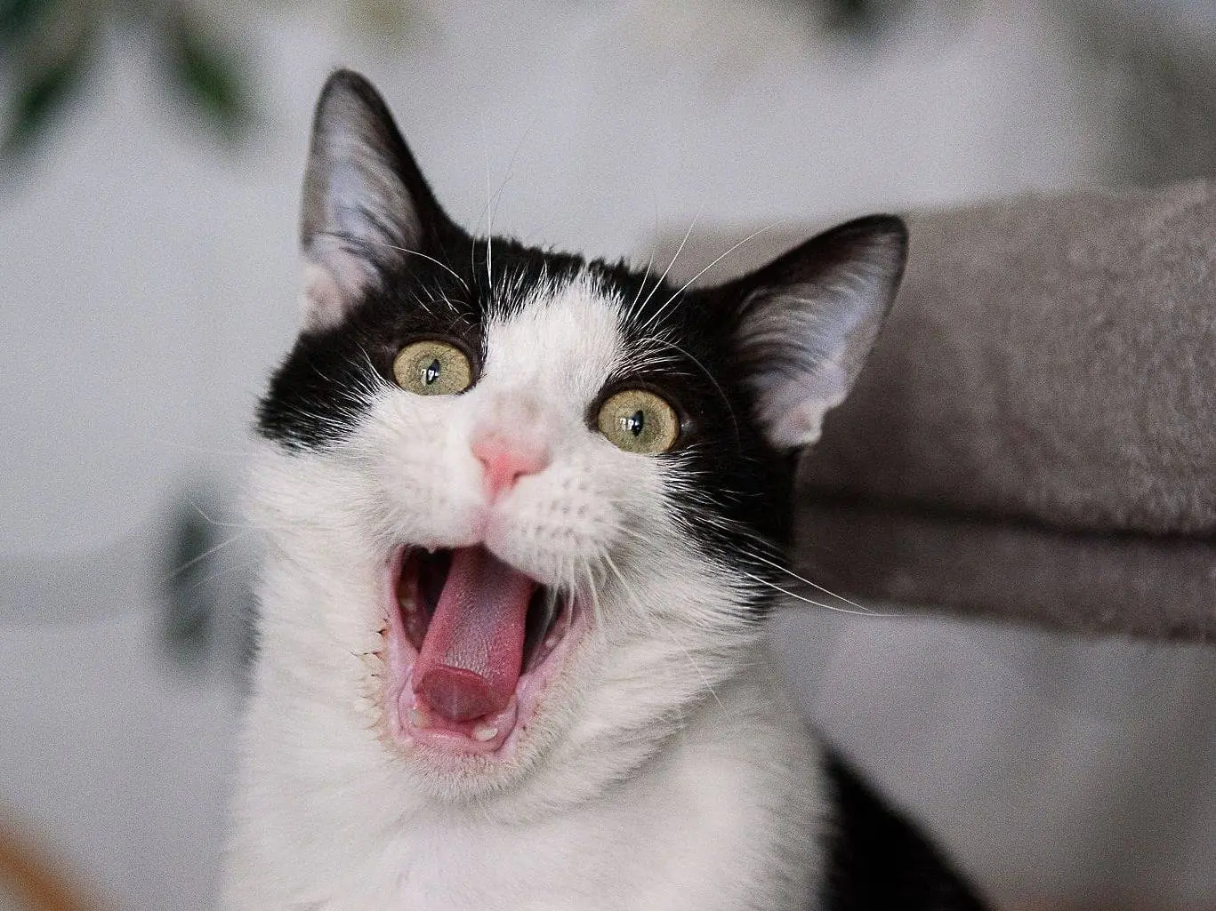 Adotta il gatto Milo a Milano