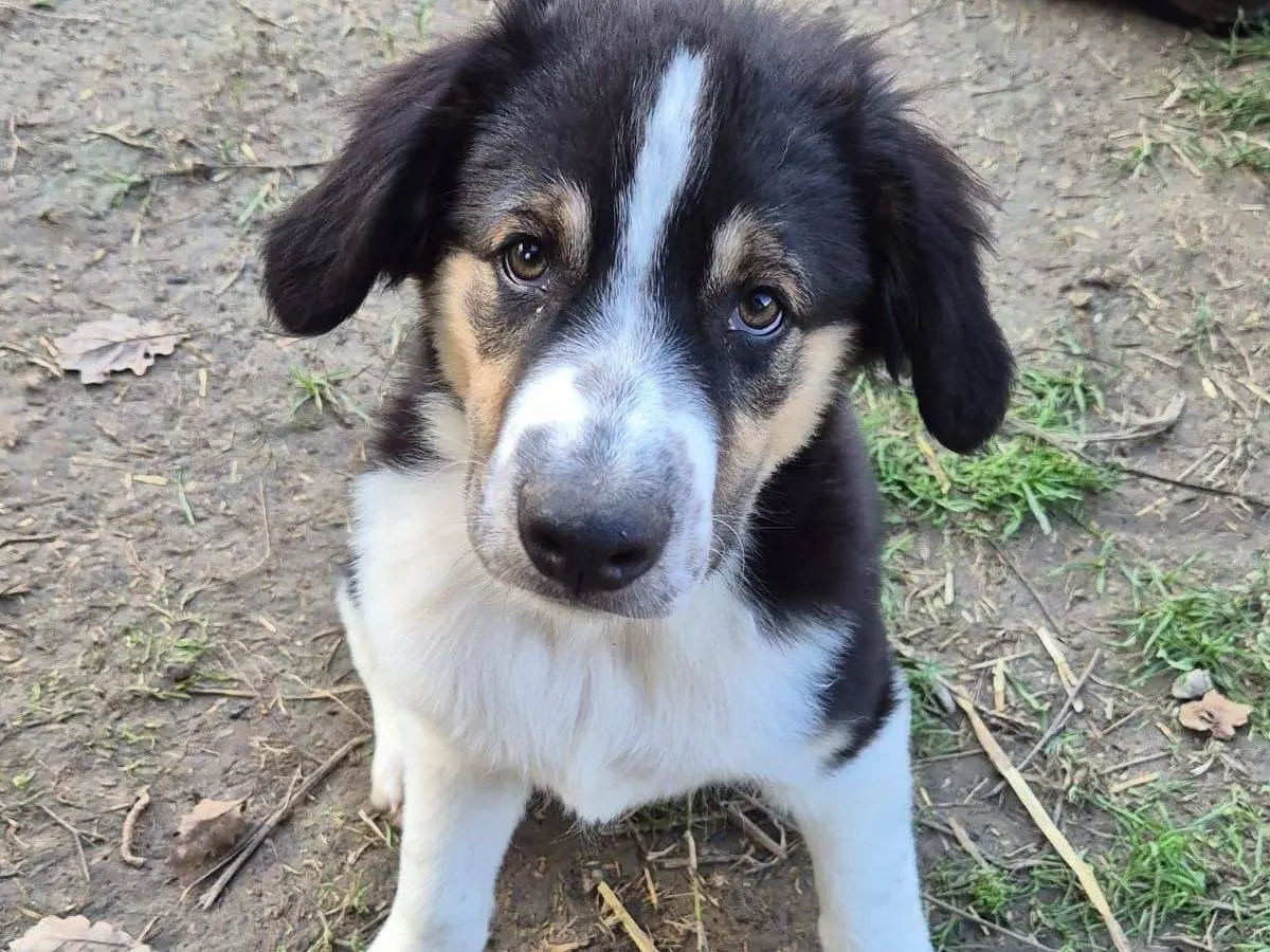 Adozione cane, maschio, Razza sconosciuta Razza sconosciuta, 1 anno e 4 mesi, taglia media, Frosinone