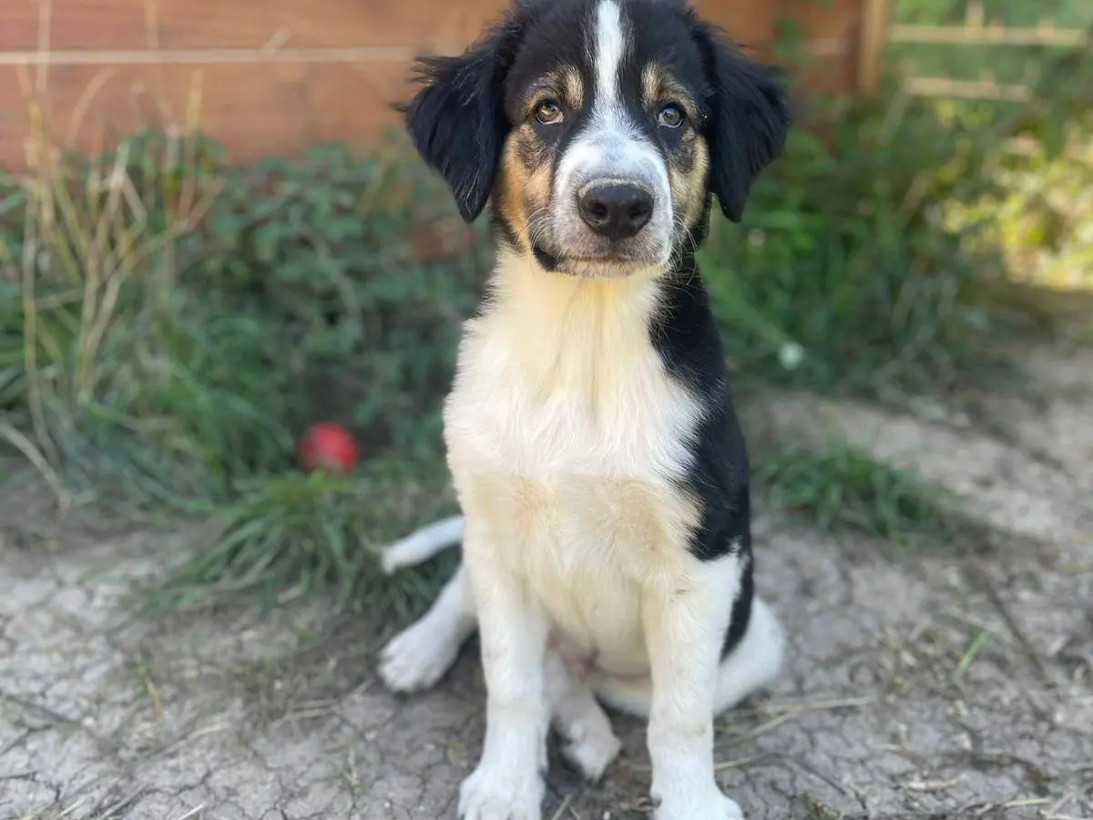 Adotta un cane, taglia media, maschio, Frosinone