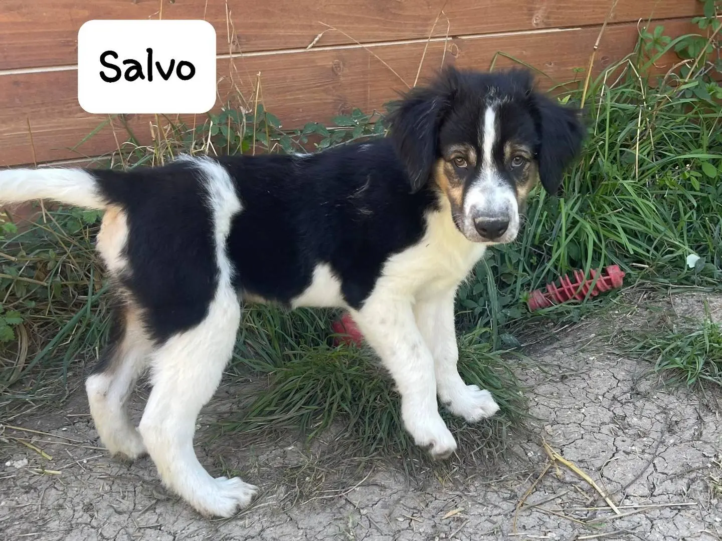 Adotta un cane, maschio, 1 anno e 4 mesi, Frosinone