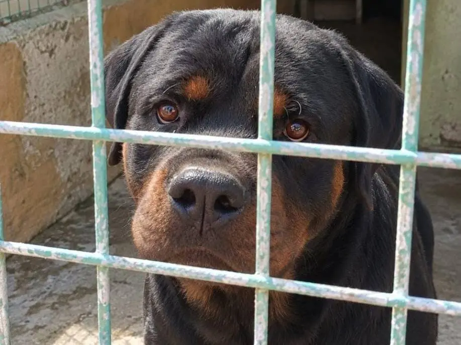 Adozione cane, maschio, Rottweiler Razza sconosciuta, 3 anni e 1 mese, taglia grande, Torino