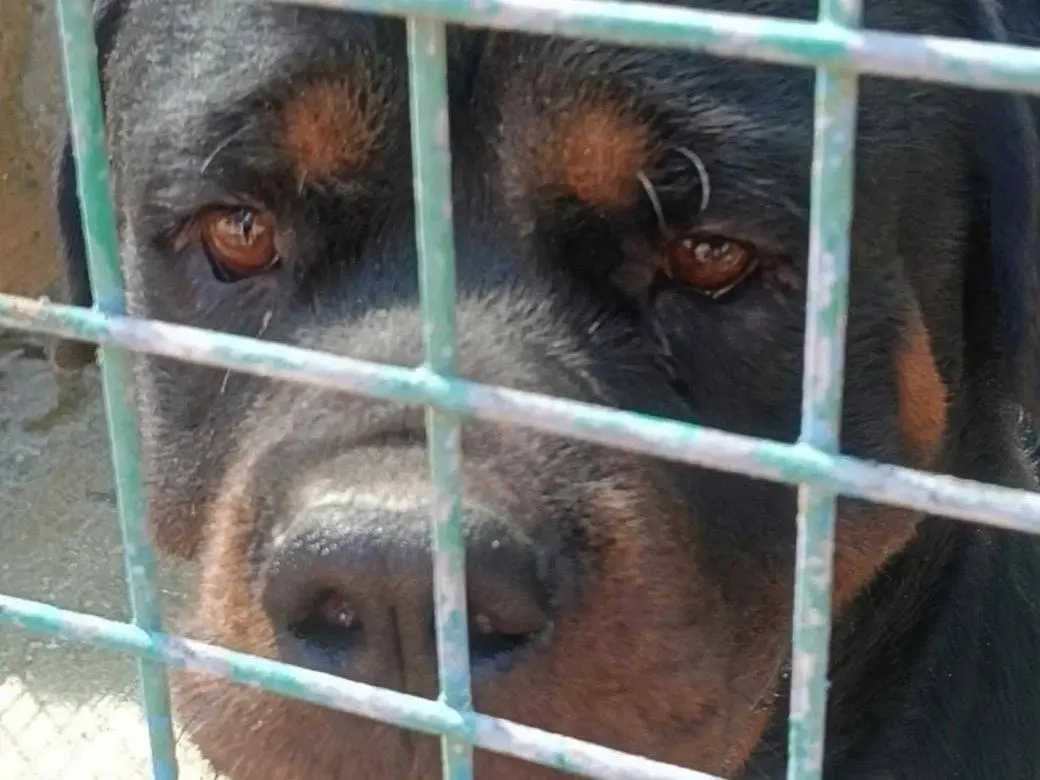 Adotta un cane, maschio, 3 anni e 1 mese, Torino