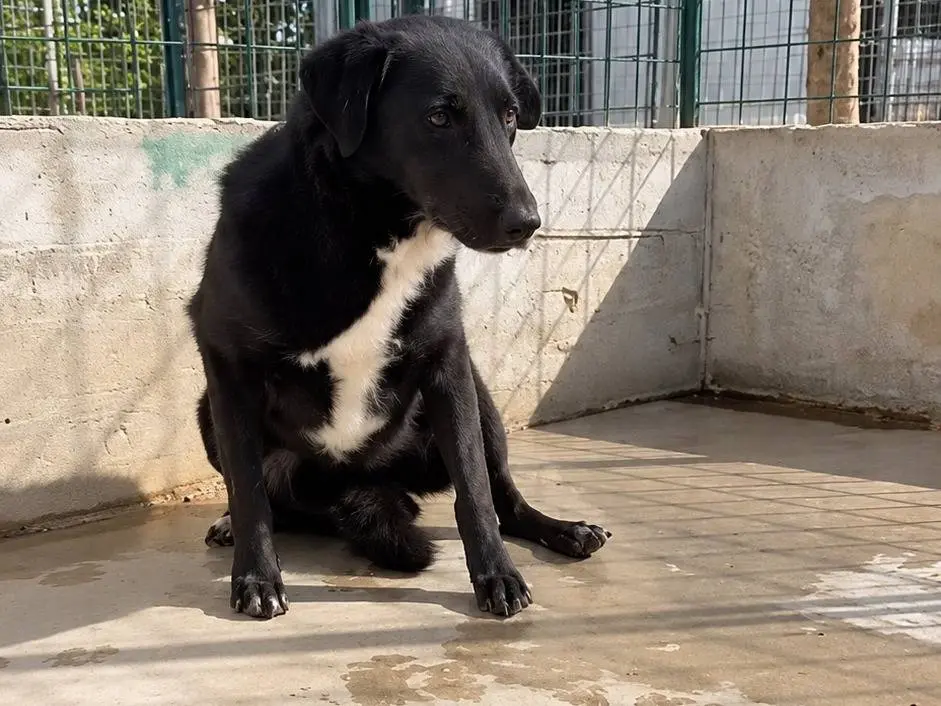 Adozione cane, femmina, Razza sconosciuta Razza sconosciuta, 10 anni e 10 mesi, taglia media, Avellino